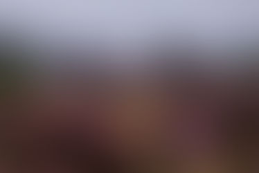 My Trip to RSPB Budby South Forest