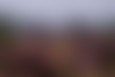 My Trip to RSPB Budby South Forest