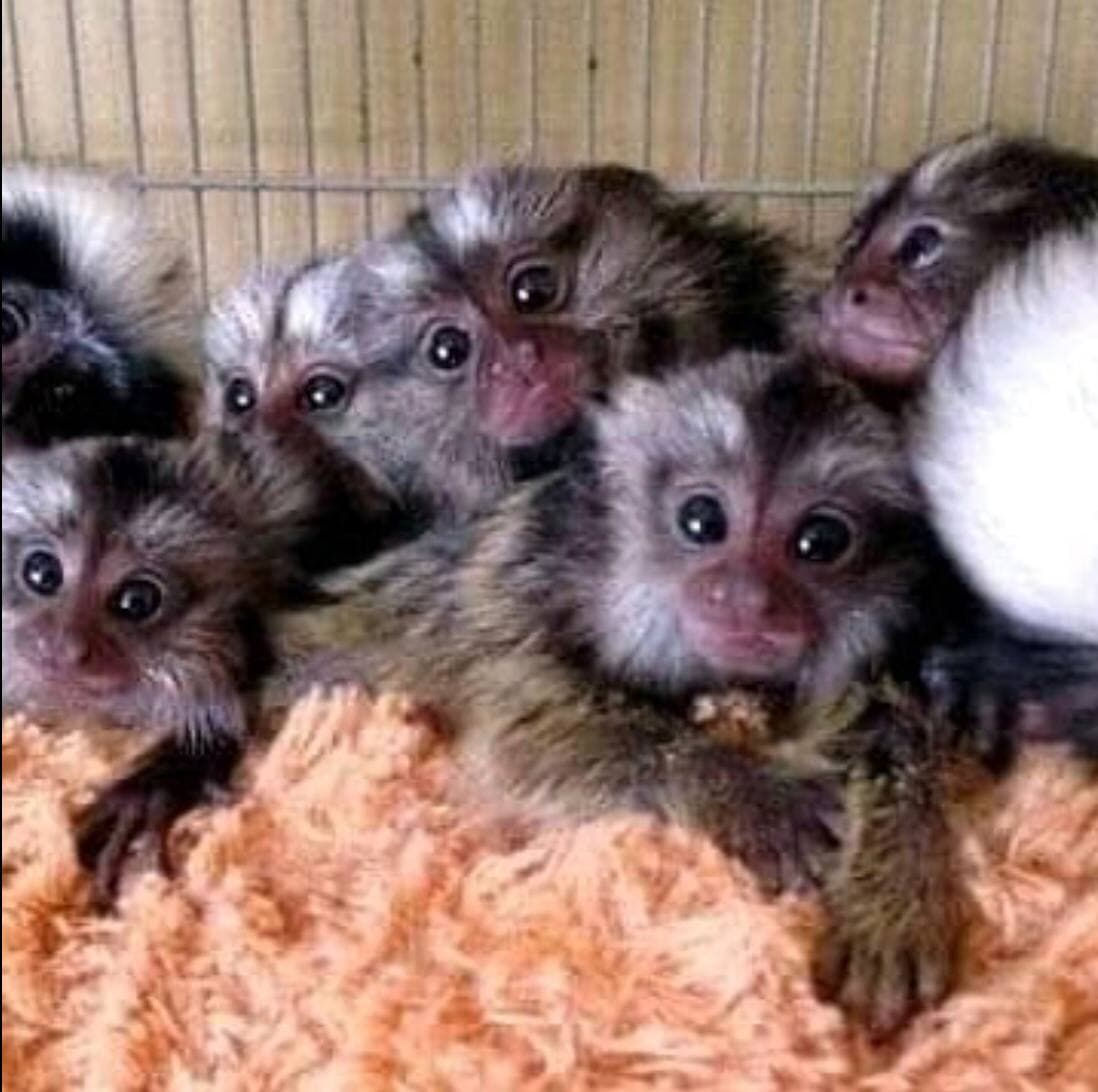Baby Marmoset for sale