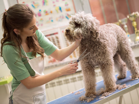 Veterinary Hospital and Pet Services For Veterinarians