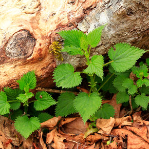 Spring Nettle Hike