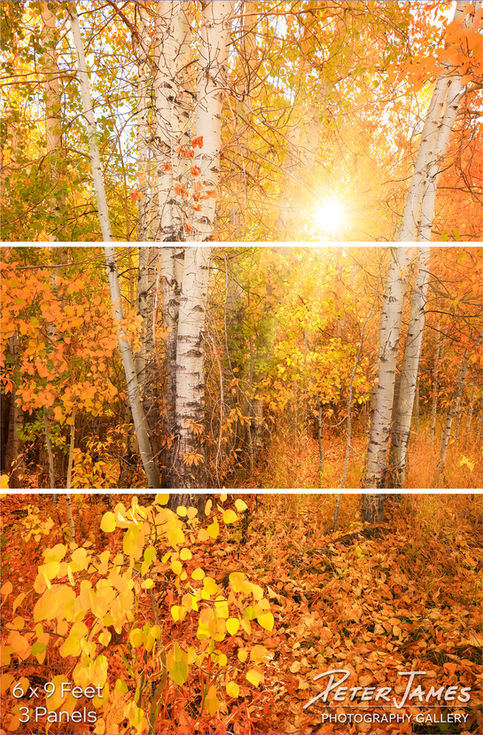Three-panel standard view of the woods in Idaho