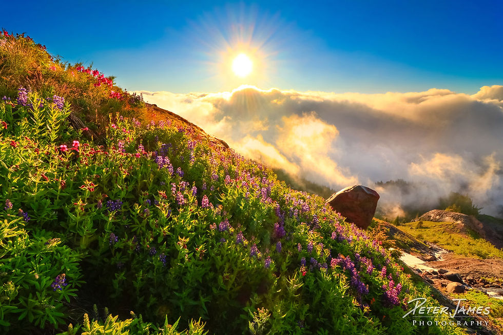 fine art wildflower photography prints
