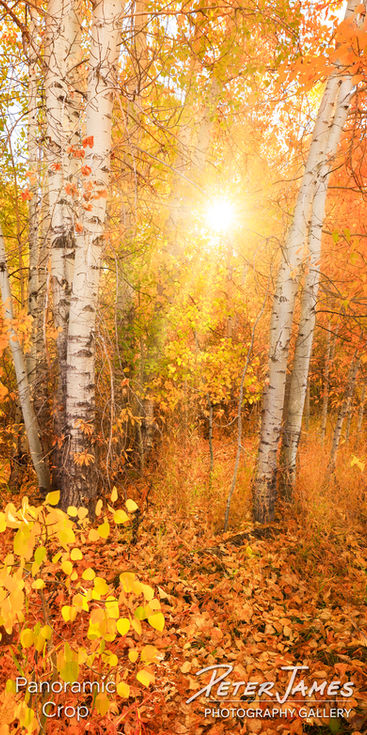 Single panel cropped view of the woods in Idaho
