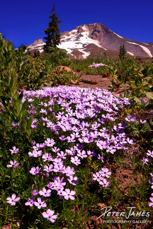 Purple alpine phlox wildflowers blooming beneath Mount Hood near Timberline Lodge in Oregon.