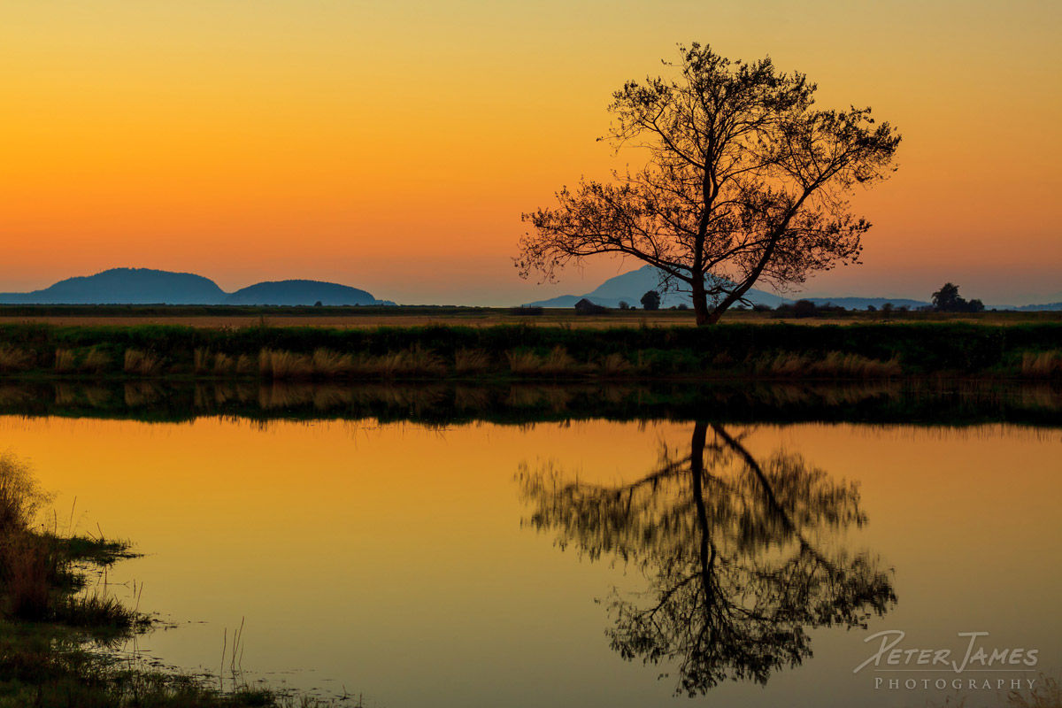 Lone Tree at Sunset