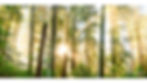 multi panel fine art forest photography prints