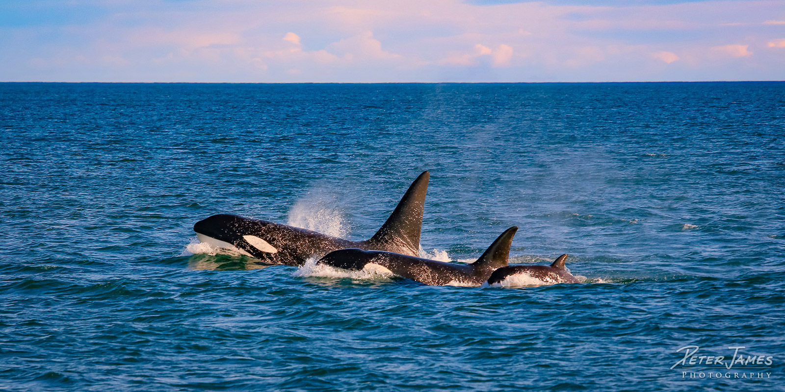 fine art wildlife photography prints for sale