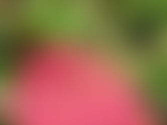 Культура и спорт КМНС