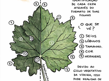 Variedades conquistaram espaço pela adaptabilidade à diferentes terroirs, levando à trajetórias de sucesso ligadas a tradição e qualidade