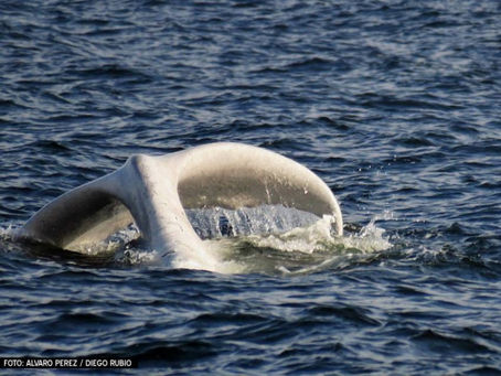 El nieto de Moby Dick. Lectura graduada Nivel B1