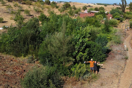 De solo seco a oásis: a Minifloresta Comestível da Quinta da Fornalha e a Revolução das Miniflorestas