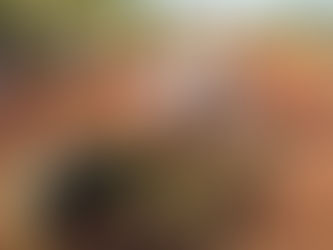 Top 7 Benefits of Planting a Mini Forest in Your Community