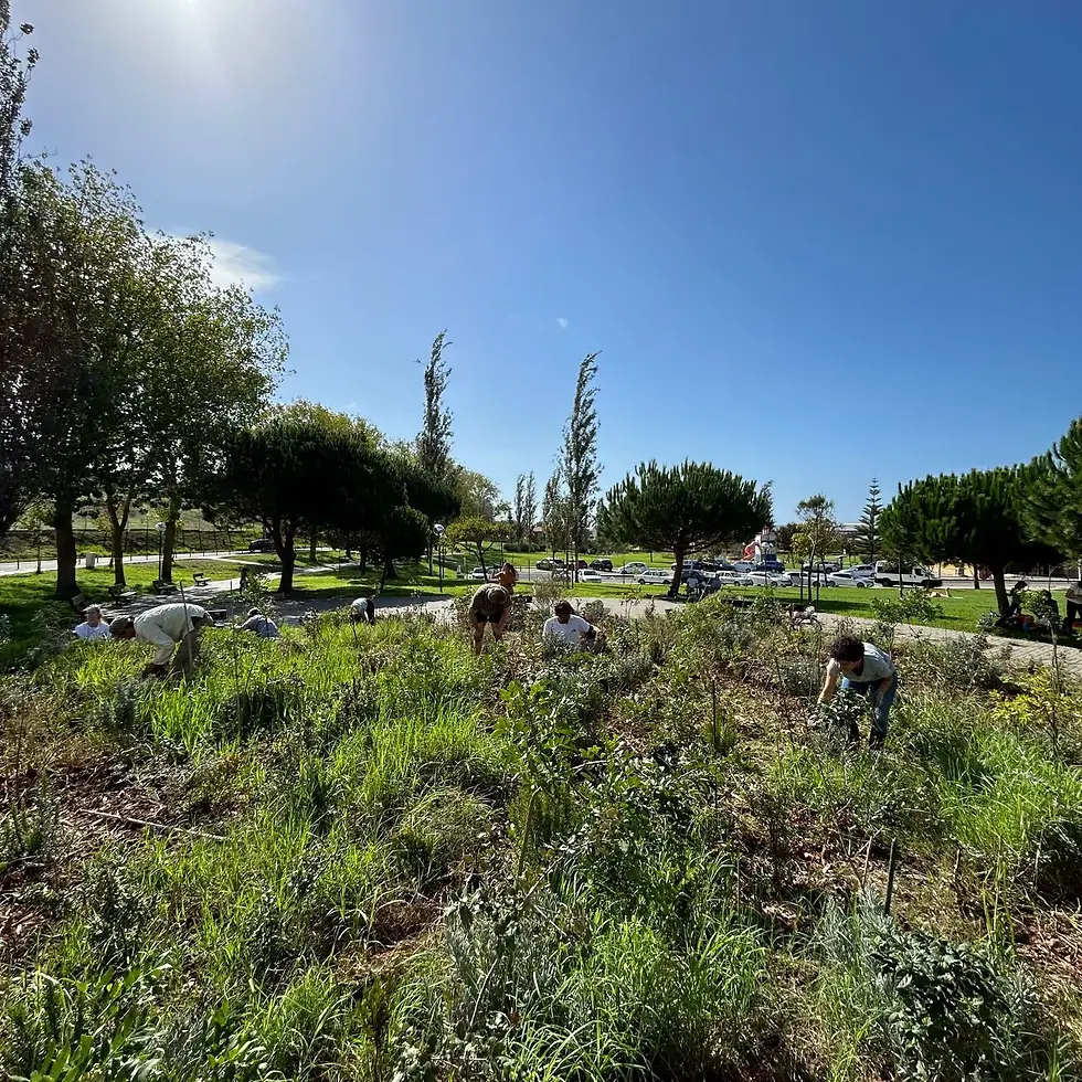 Grupo de voluntários a fazer manutenção numa floresta urbana