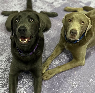 Two dogs enjoying time together at LEASH Loft & Spa
