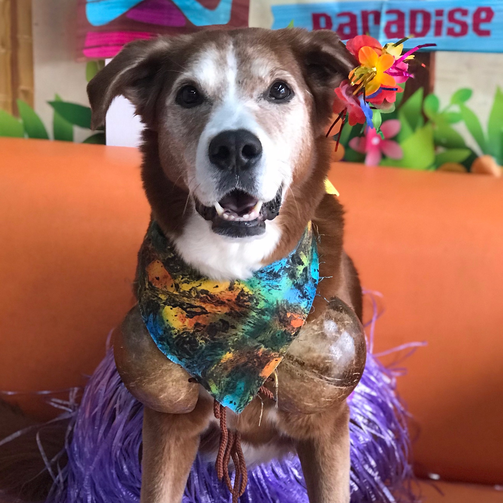 Doggy Daycare LEASH Loft & Spa Coquitlam