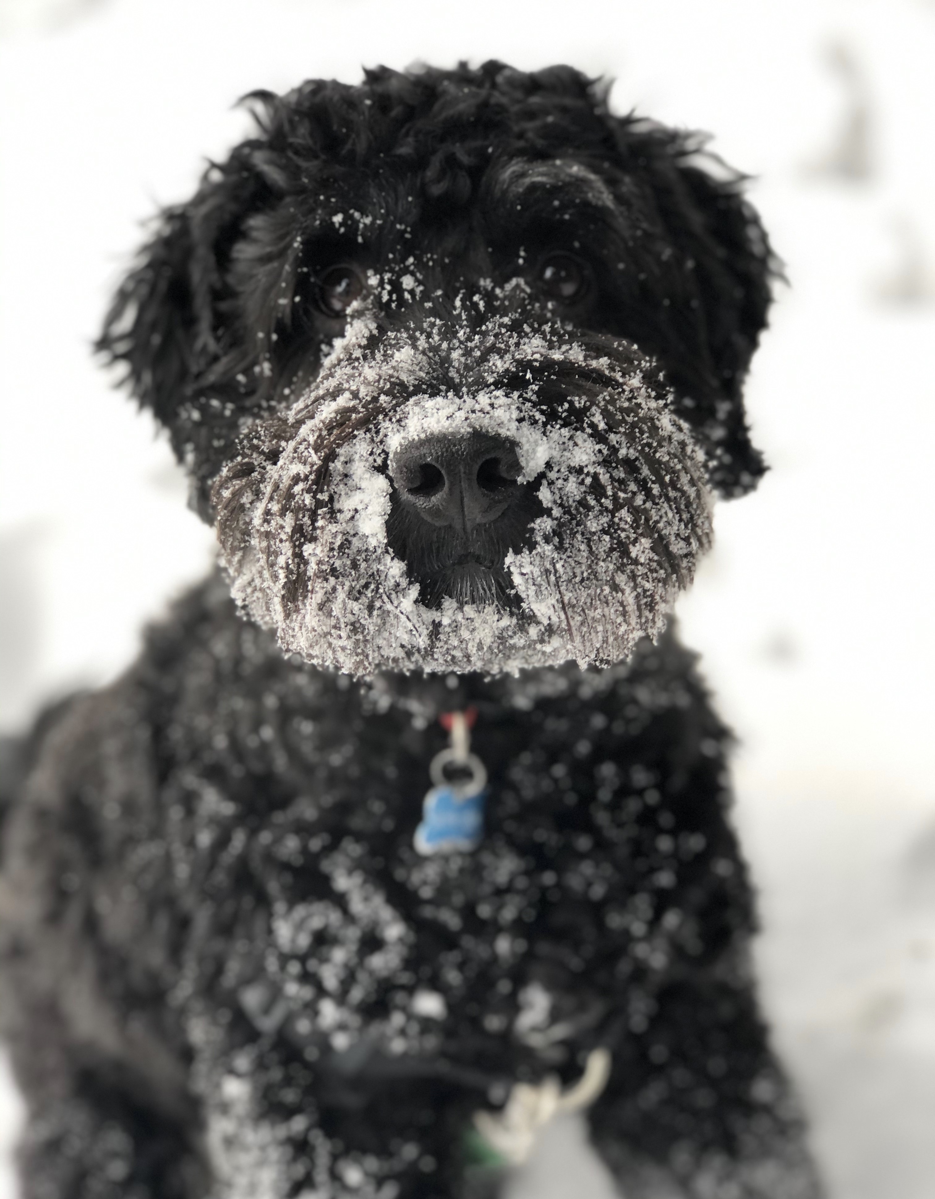 Doggy Daycare LEASH Loft & Spa Coquitlam