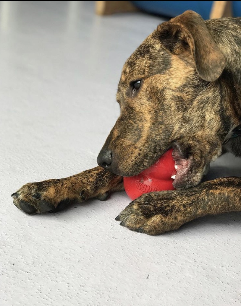 Doggy Daycare LEASH Loft & Spa Coquitlam