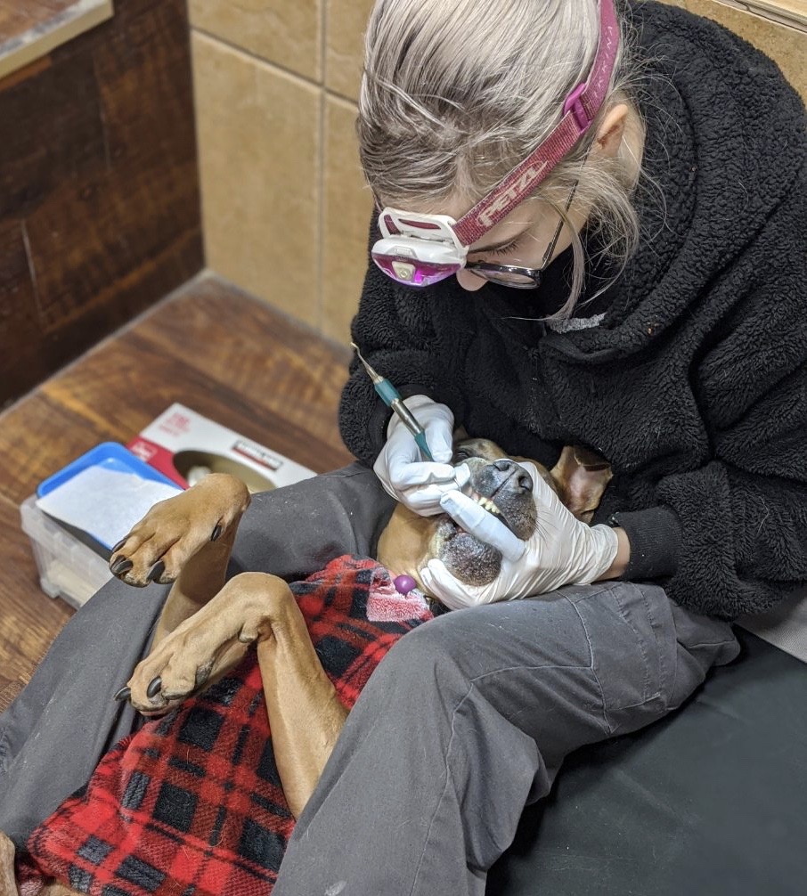 Doggy Daycare LEASH Loft & Spa Coquitlam