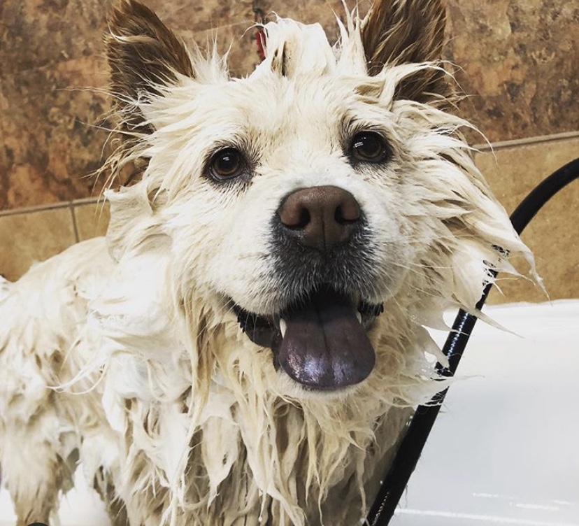 Doggy Daycare LEASH Loft & Spa Coquitlam