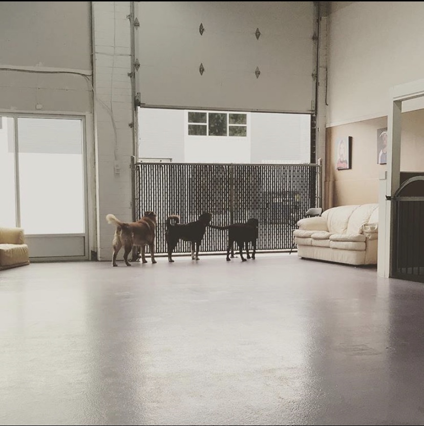 Doggy Daycare LEASH Loft & Spa Coquitlam