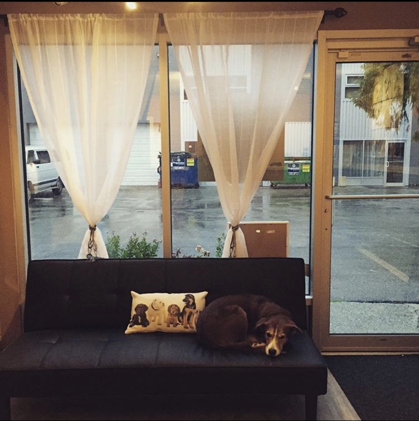 Doggy Daycare LEASH Loft & Spa Coquitlam