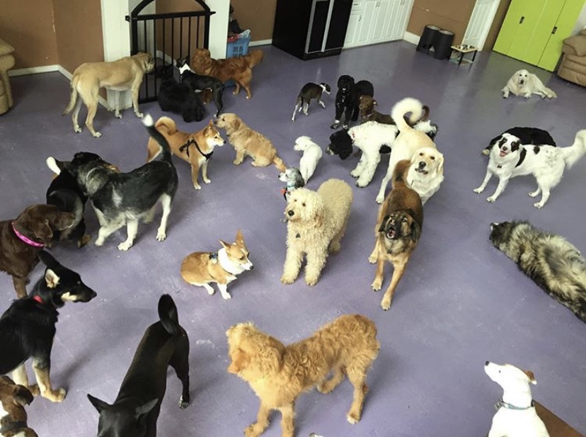Doggy Daycare LEASH Loft & Spa Coquitlam