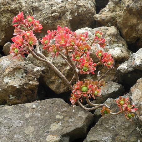 Von Sündenböcken und Heulsusen