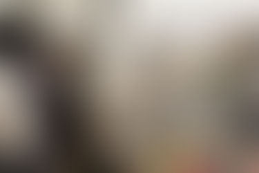 Evento de adoção disponibiliza animais previamente cadastrados