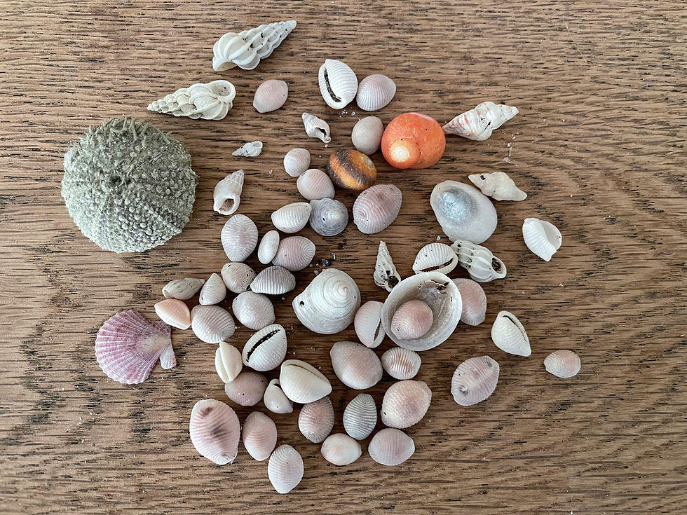 shells on wood
