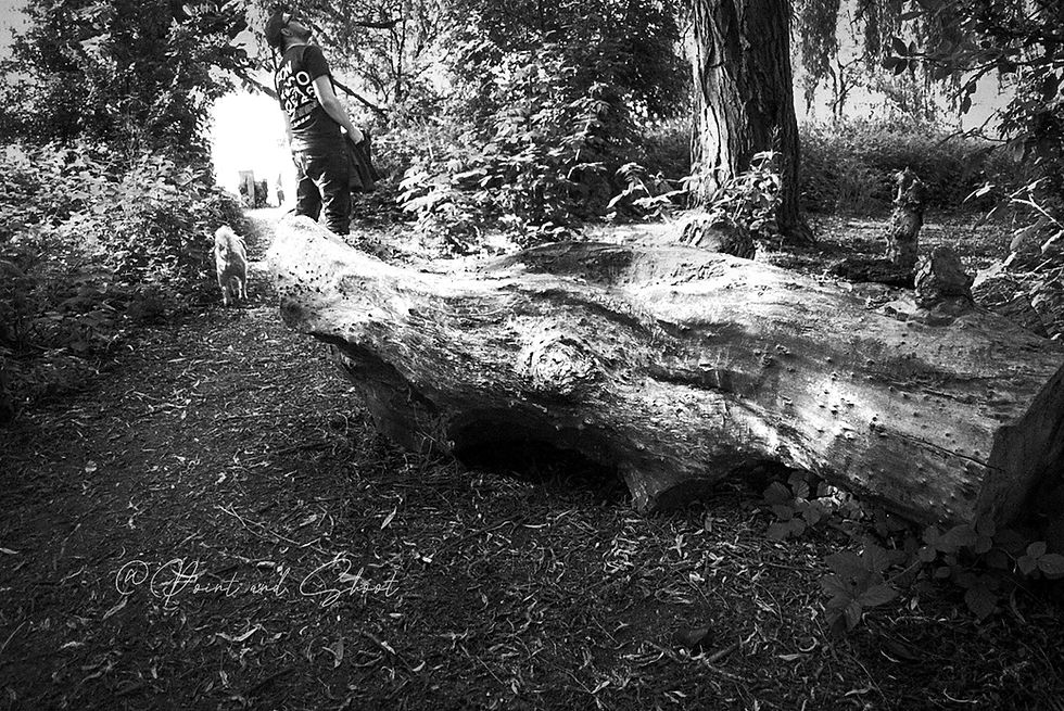 Taking a Walk: Development of Photography