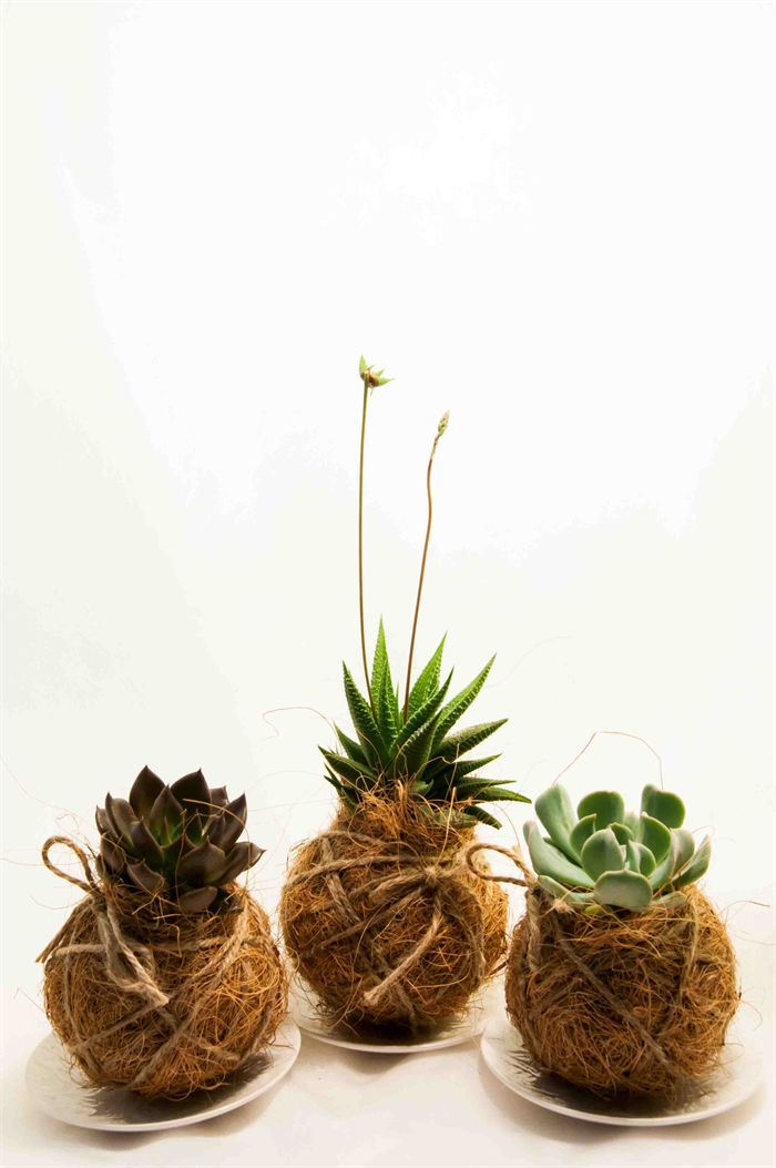 kokedama fibra coco canto das flores