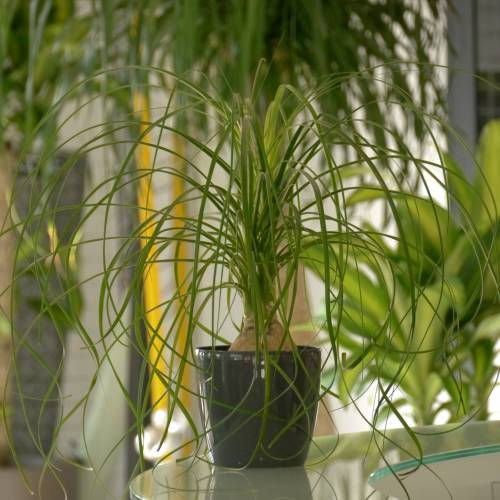 beaucarnea-recurvata-pata-de-elefante-c12_PT_500_0017624