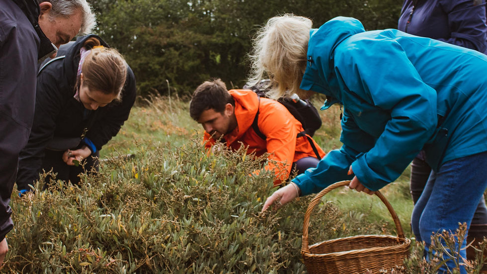 THE FORAGER'S FOURSOME | AUTUMN 2026