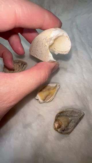 Thumbnail: Agatised Shell