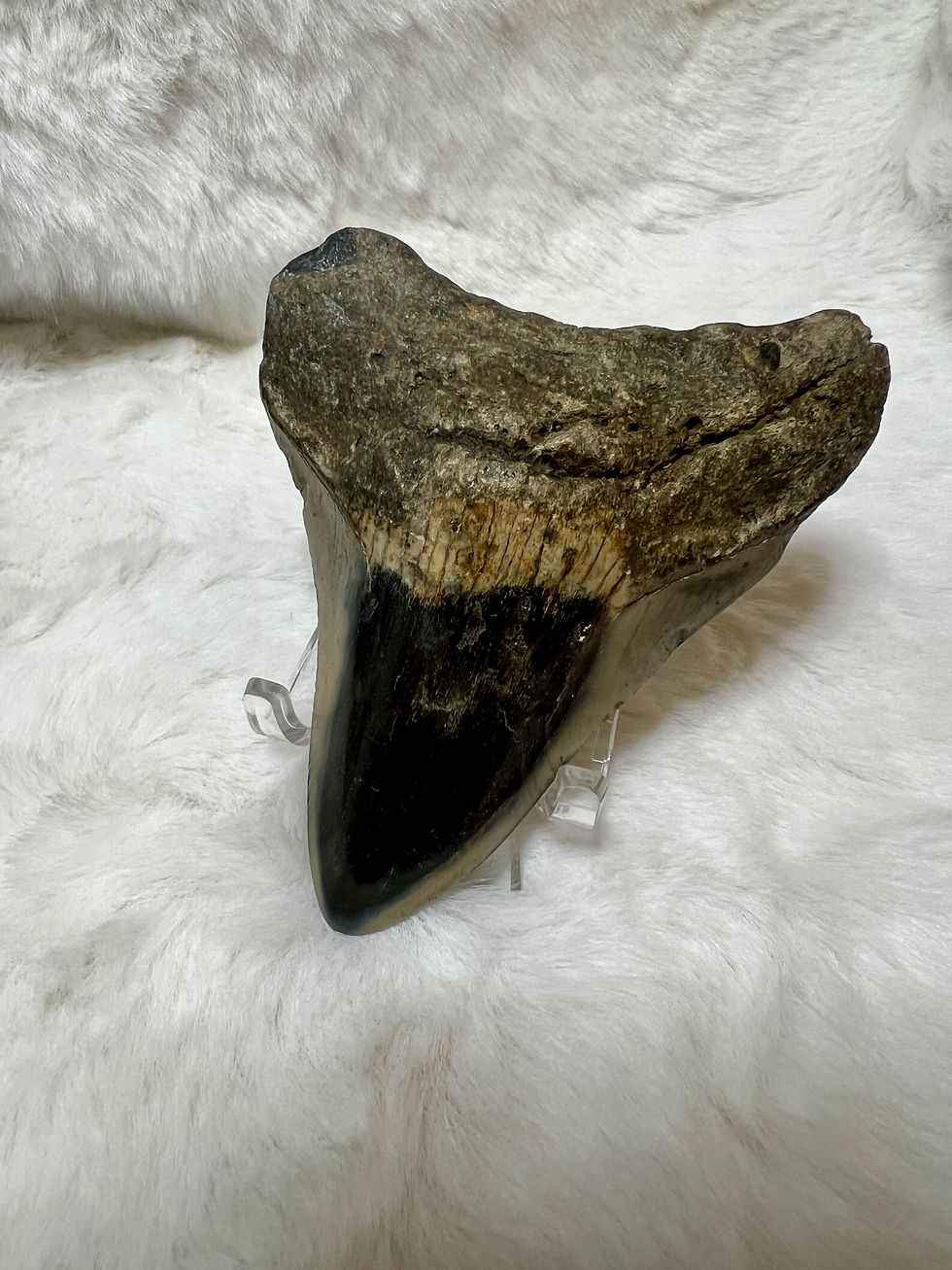 Thumbnail: Megalodon Tooth C