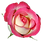 Pink_Rose_PNG_Clipart_Image.png