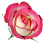 Pink_Rose_PNG_Clipart_Image.png
