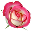 Pink_Rose_PNG_Clipart_Image.png
