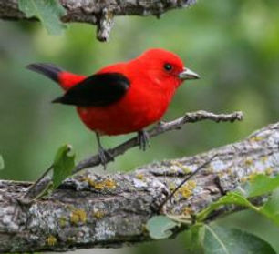 christmas bird count.JPG