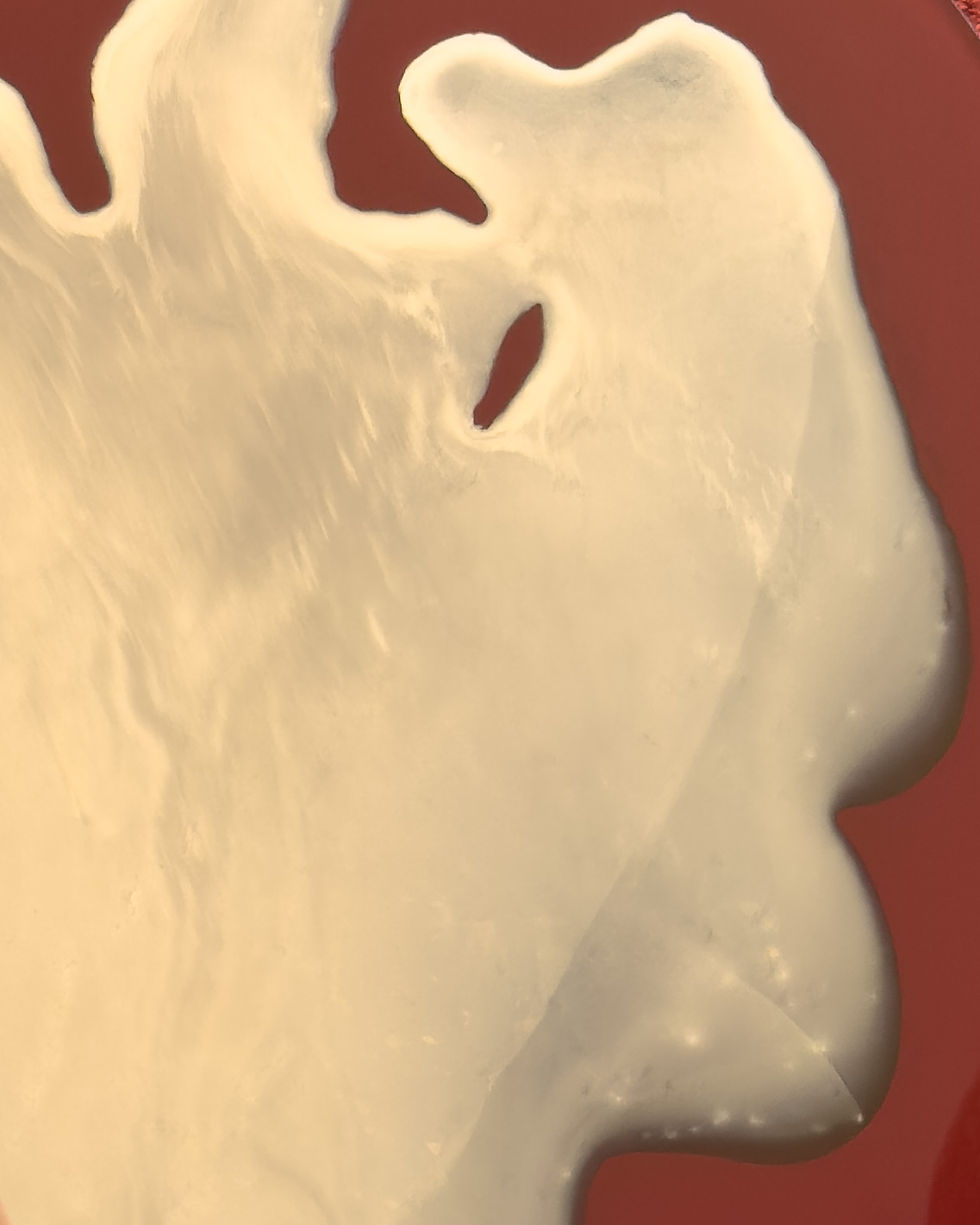 Thumbnail: Gaze Into Abyss - Claret Red