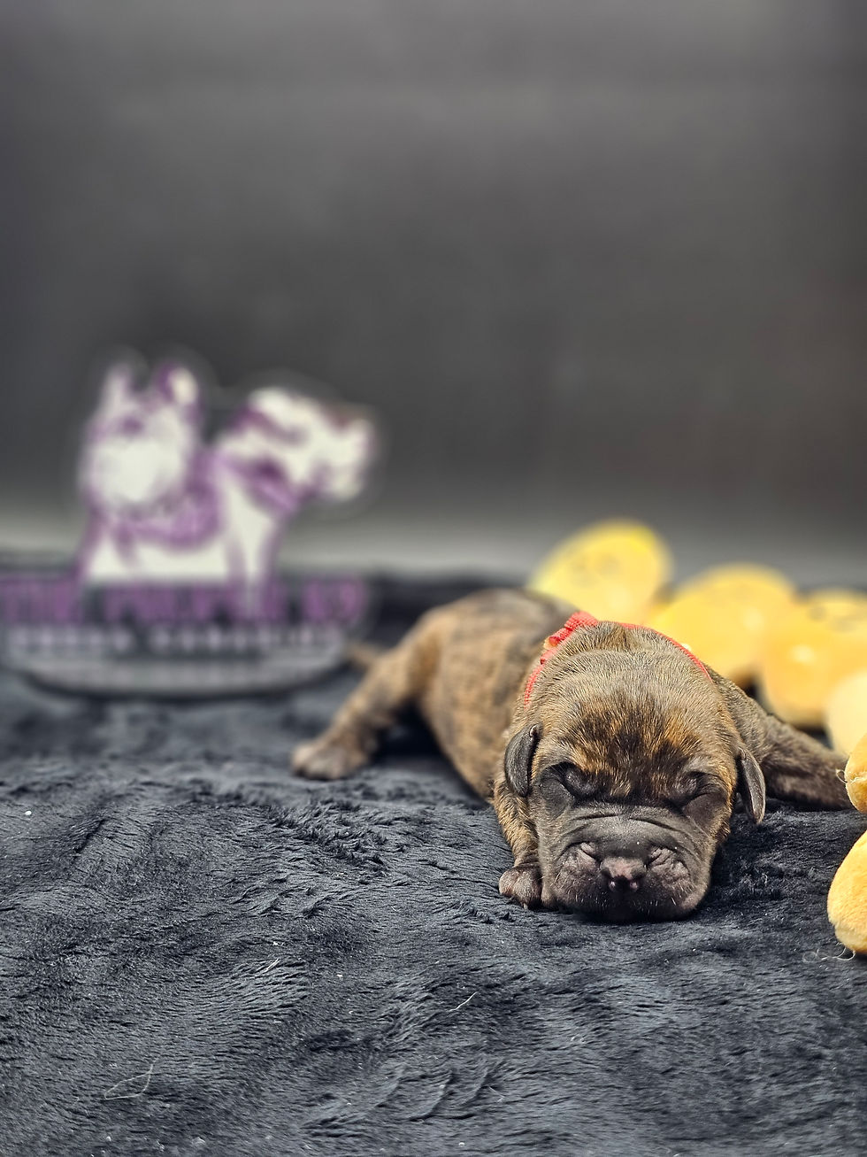 1 Day Old Presa Canario Puppy, The Proper K9
