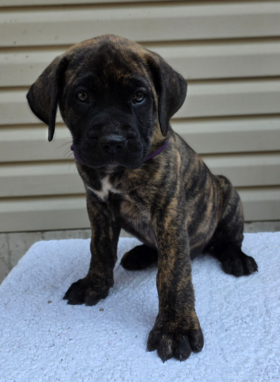7 Week Old Presa Canario Puppy