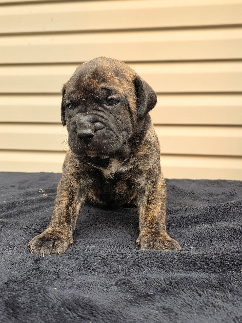3 Week Old Presa Canario Puppy