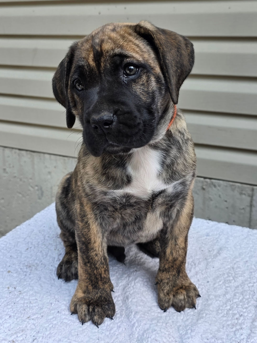 7 Week Old Presa Canario Puppy