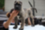 8 Weeks