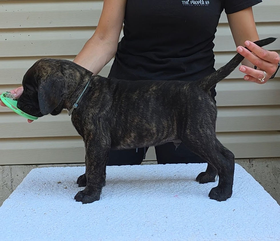 7 Week Old Presa Canario Puppy
