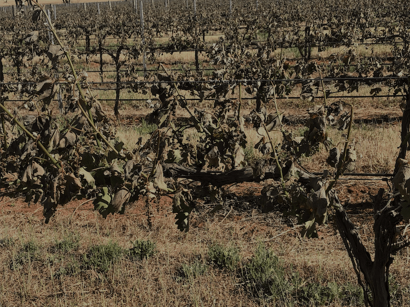 Vineyard rows in South Australia