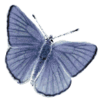 papillon-1.gif