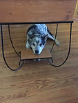 Pet_Family_Support_Forever_Peaceful_Memo